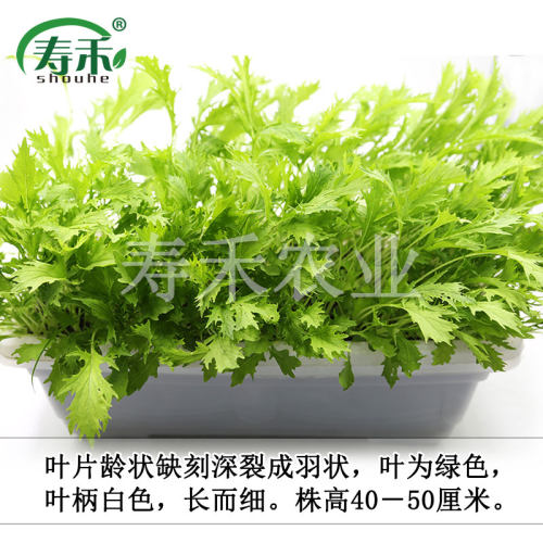 京水菜白梗千筋种子种籽菜籽四季水晶菜蔬菜孑菜籽菜种芥菜雪里红 - 图0
