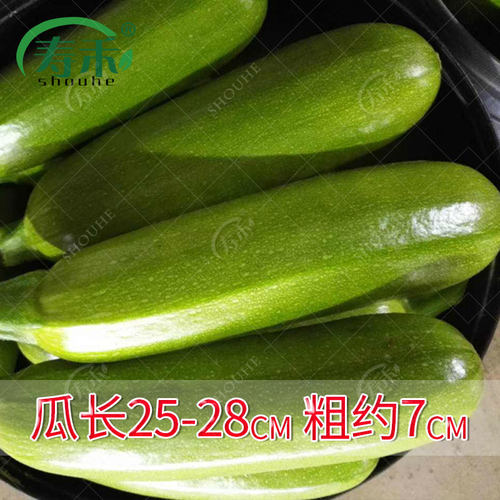 西葫芦种子苗高产秧四季盆栽西胡芦种籽蔬菜夏季香蕉大全瓜孑瓜苗 - 图1