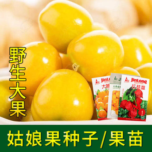 东北姑娘果灯笼果种子种籽红甜孑黄菇娘四季果的蔬菜树苗果苗果树 - 图0