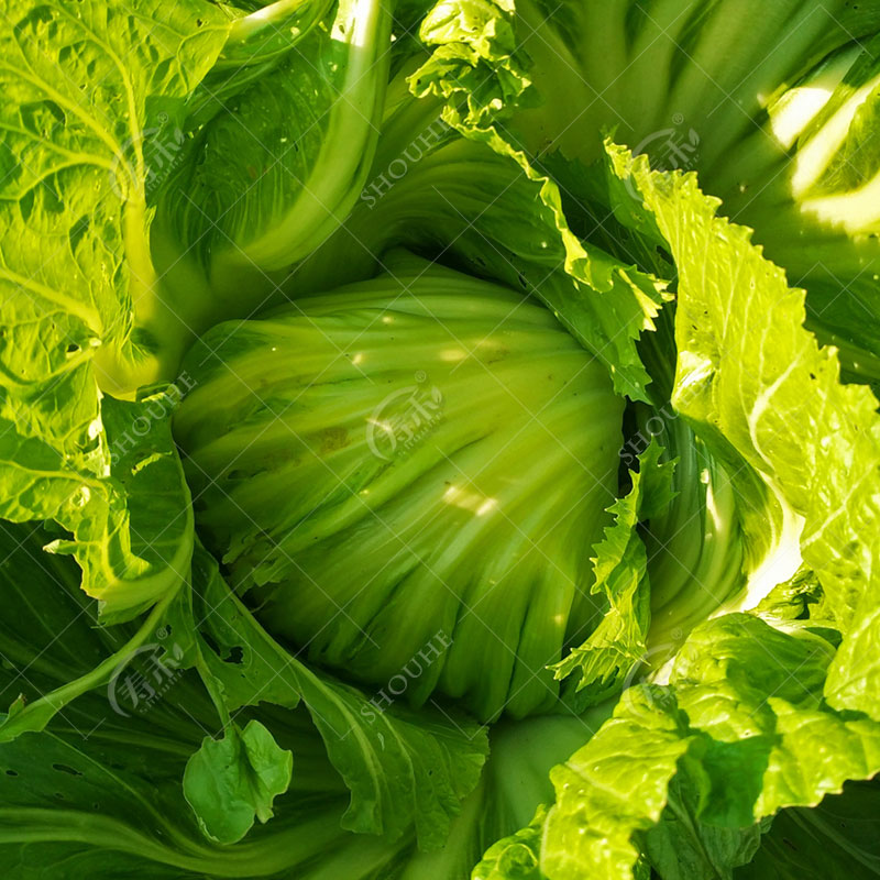 包心芥菜种子孑大肉水东甜芥菜广东泡菜四季蔬菜包心芥菜种籽介菜 - 图0