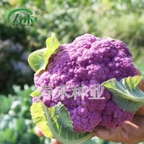 Amei № 1/Zihua № 1 фиолетовая цветная цветная цветная капуста, вена, вена, специальные семена семян овощей