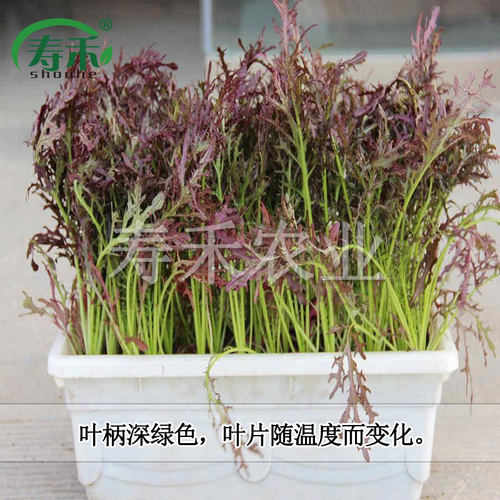 京水菜白梗千筋种子种籽菜籽四季水晶菜蔬菜孑菜籽菜种芥菜雪里红 - 图1