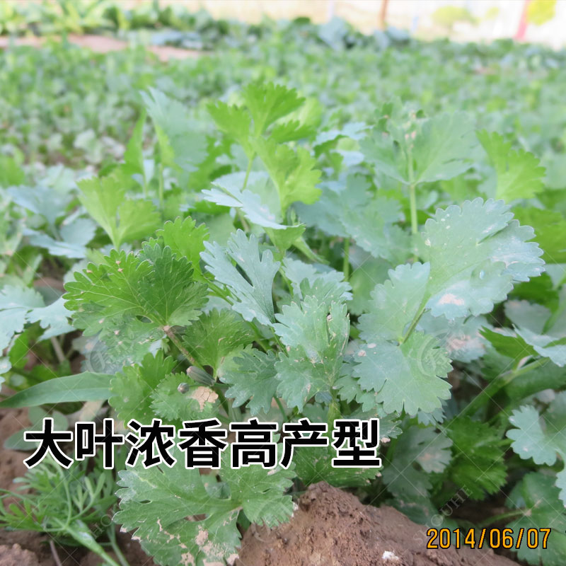 四季香菜种子苗大叶芫荽阳台种菜秋冬蔬菜盆栽种籽孑菜籽籽种大全 - 图2