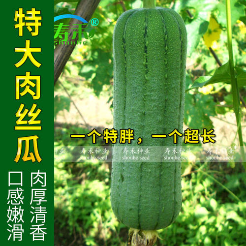 肉丝瓜种子苗夏季八棱白高产蔬菜种籽秧孑子秧苗大全四季菜籽菜种 - 图0