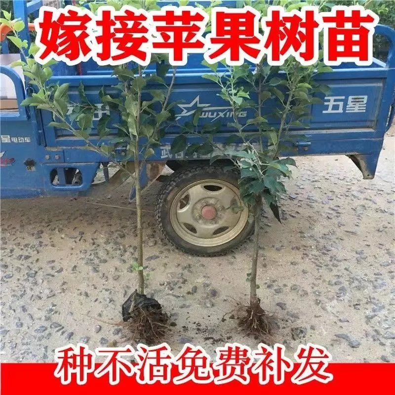 正宗苹果树苗嫁接特大红富士南北方种植耐寒盆地栽果树苗当年结果 - 图1