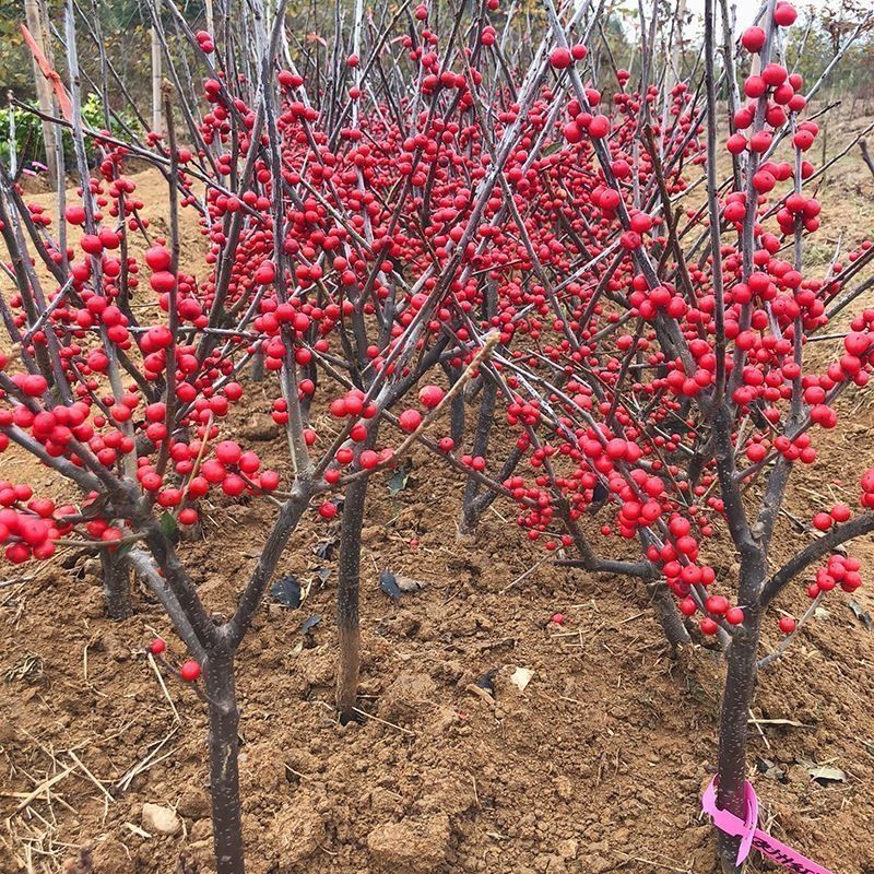 庭院阳台植物地栽盆栽北美冬青树苗南方北方种植观果耐寒绿化苗木-图1