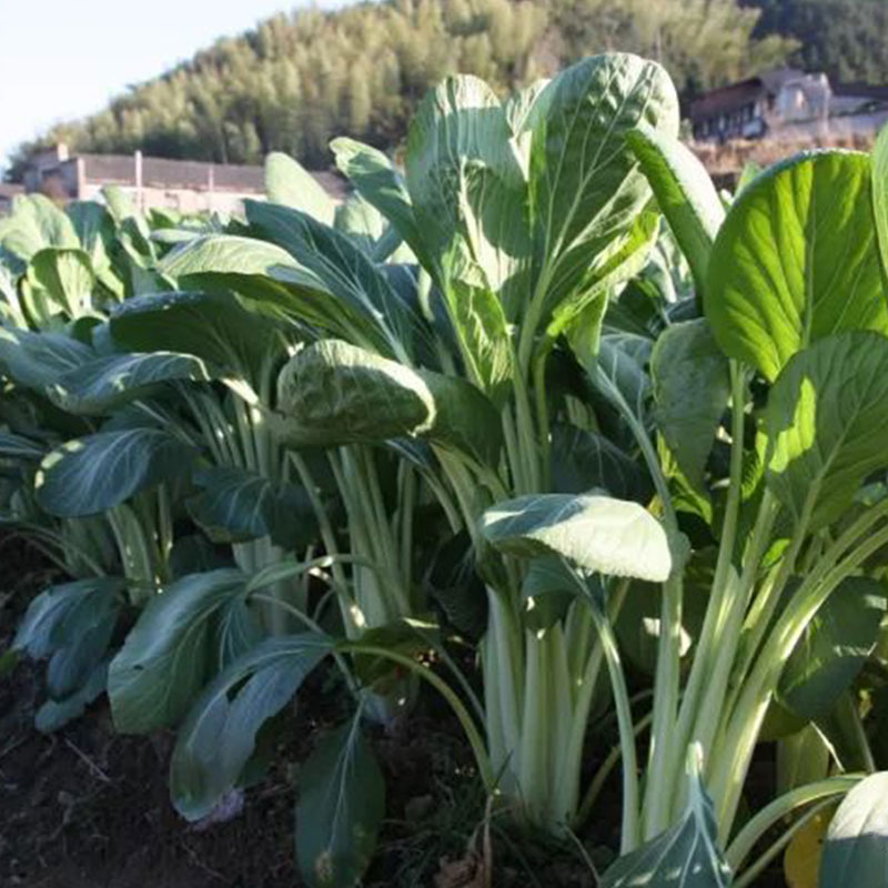 湖北特产孝感高杆白腌菜农家咸菜箭杆白盐菜全形酸菜开胃菜下饭菜 - 图1