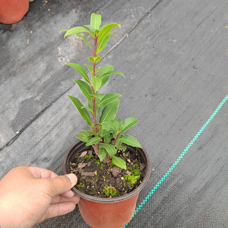 香叶树苗盆栽可食用调料树地中海月桂树厨房炒菜炖肉卤肉香料树苗-图0