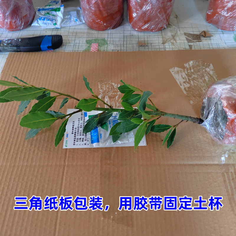 香叶树苗食用调料树地中海月桂炖鱼炖肉卤肉香叶苗南北方种植常绿-图1