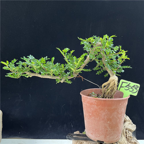 悬崖式清香木盆景 胡椒室内阳台驱蚊精品盆栽香味提根抱石临水式 - 图0