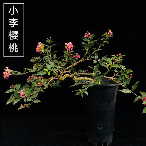 小李樱桃绿植物盆栽精品盆景老树桩悬崖式盆景稀有四季开花结果 - 图1