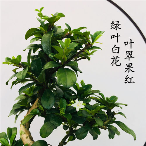 盆景植物造型 福建茶小叶雀梅白蜡榆树老桩树桩四季常青开花结果 - 图1