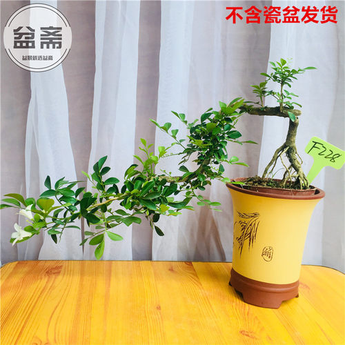 九里香盆景树桩 开花香味十里香七里香悬崖提根阳台庭院熟桩 - 图3