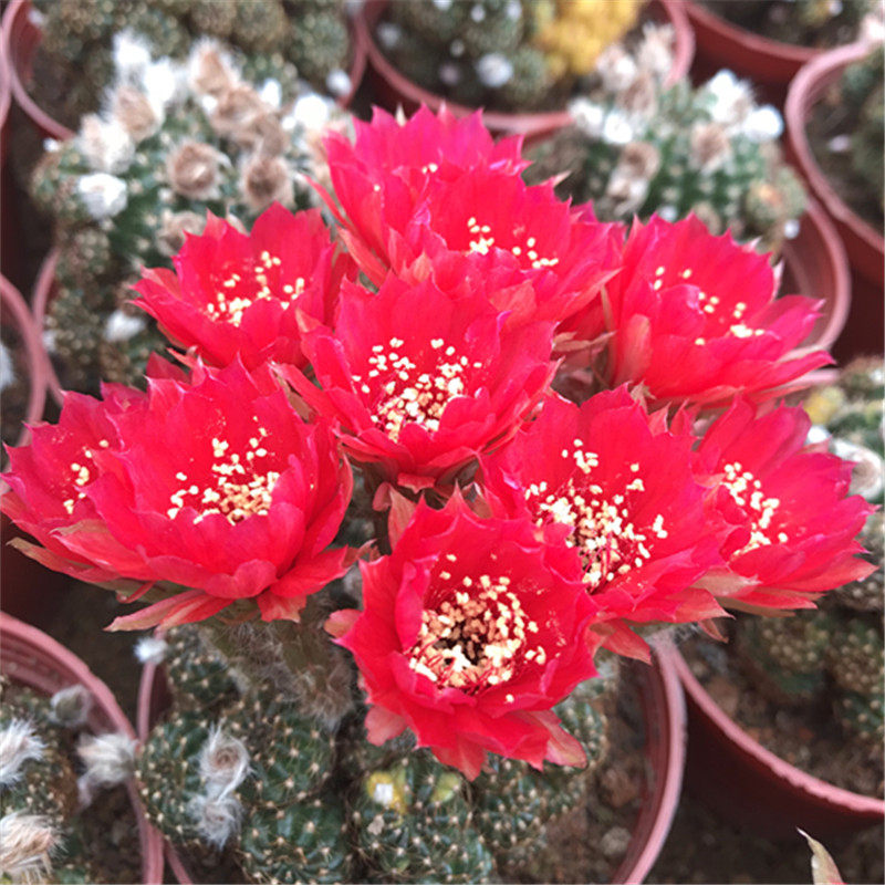 多肉植物黄仙玉 黄仙玉锦仙人球办公室内桌面开花美观植物花卉