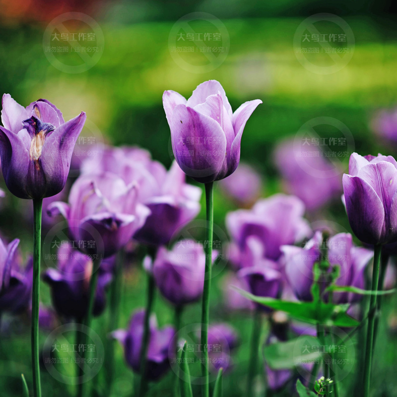 美丽郁金香高清设计图片素材花骨朵特写花卉鲜花花束素材大图-图1