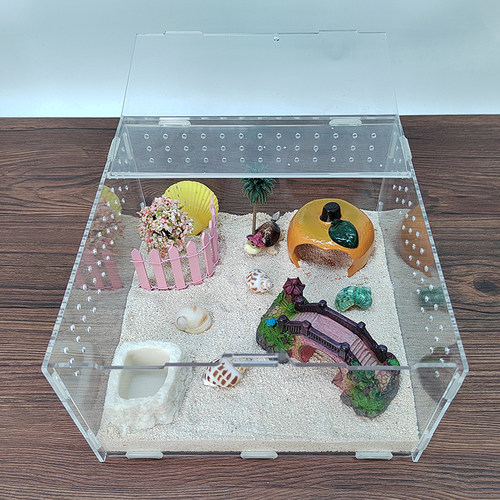 寄居蟹宠物套装 新手活体全套餐 桌面可爱迷你观赏爬宠 包邮+包活 - 图2