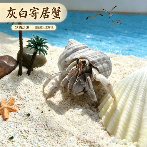 灰白寄居蟹1-6cm任选拍三只即包邮懒人迷你爬宠趣味好饲养 - 图0