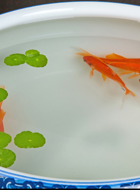 景德镇乌龟缸睡莲庭院摆件荷花盆