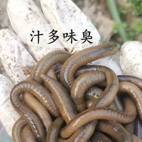 鲜活青蚯蚓黑蚯蚓特大钓黄鳝专用活体臭蚯蚓地龙野钓活饵钓鱼鲜活 - 图1