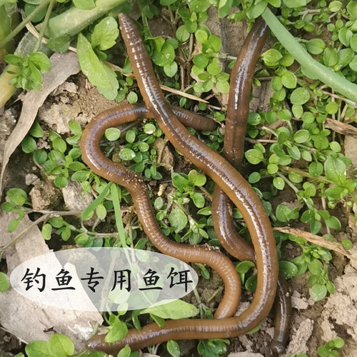鲜活青蚯蚓黑蚯蚓特大钓黄鳝专用活体臭蚯蚓地龙野钓活饵钓鱼鲜活 - 图0