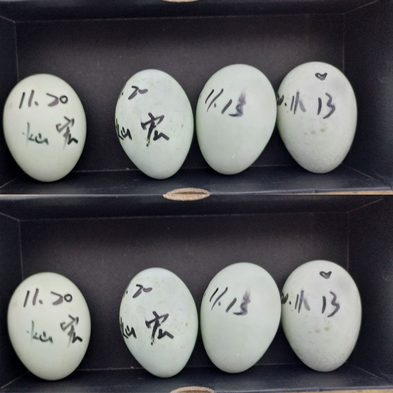 【灿宏】柯尔鸭活宠物成年科尔鸭可达鸭幼仔幼崽宠物鸭苗网红,淘宝优惠券,粉丝福利购,淘宝优惠卷