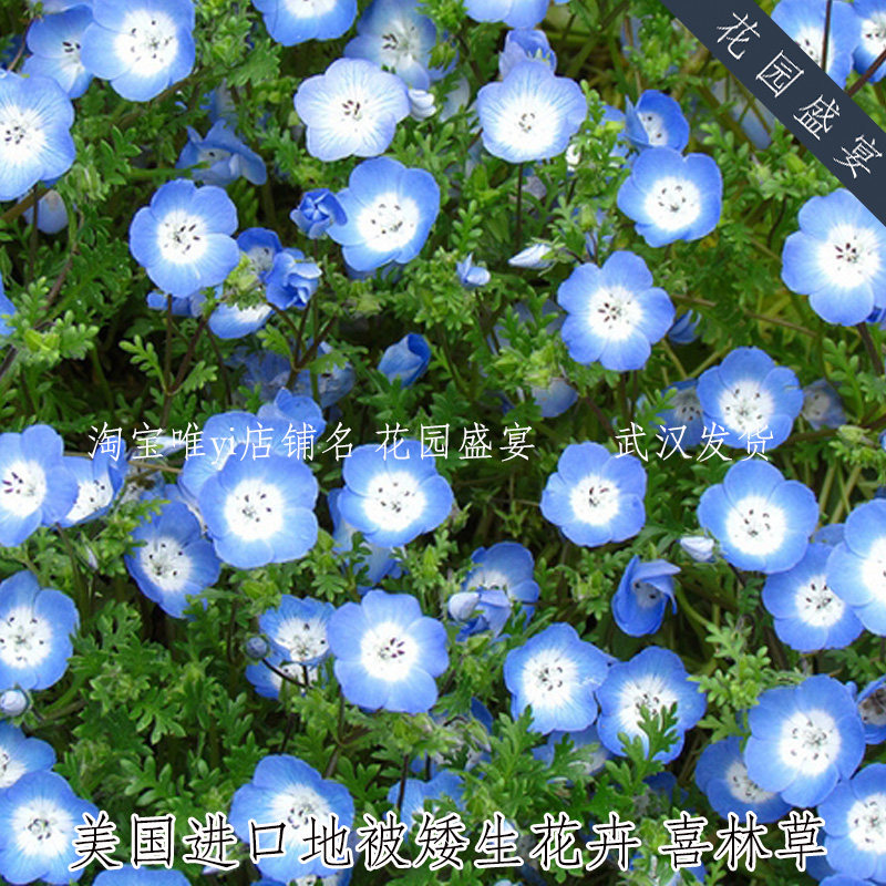 美国进口喜林草种子五点粉蝶花观赏耐寒花卉庭院阳台室内盆栽推荐 花园盛宴 淘优券