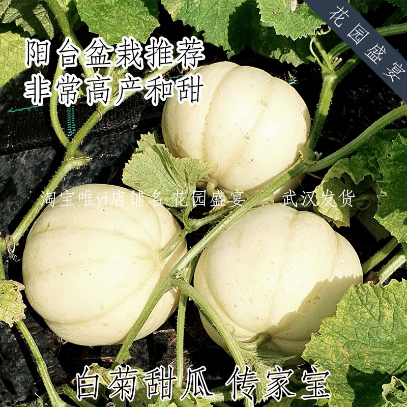 10粒日本白菊甜瓜可留种老品种甜瓜种子早熟高产高甜度 阳台盆栽
