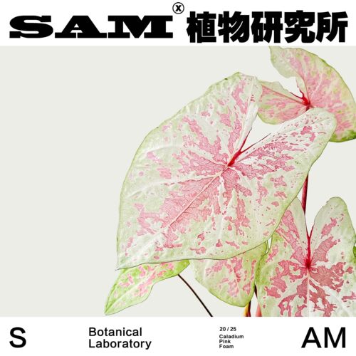 粉色泡沫彩叶芋ins家居夏天室内植物花园阳台绿植盆栽植选礼物 - 图2