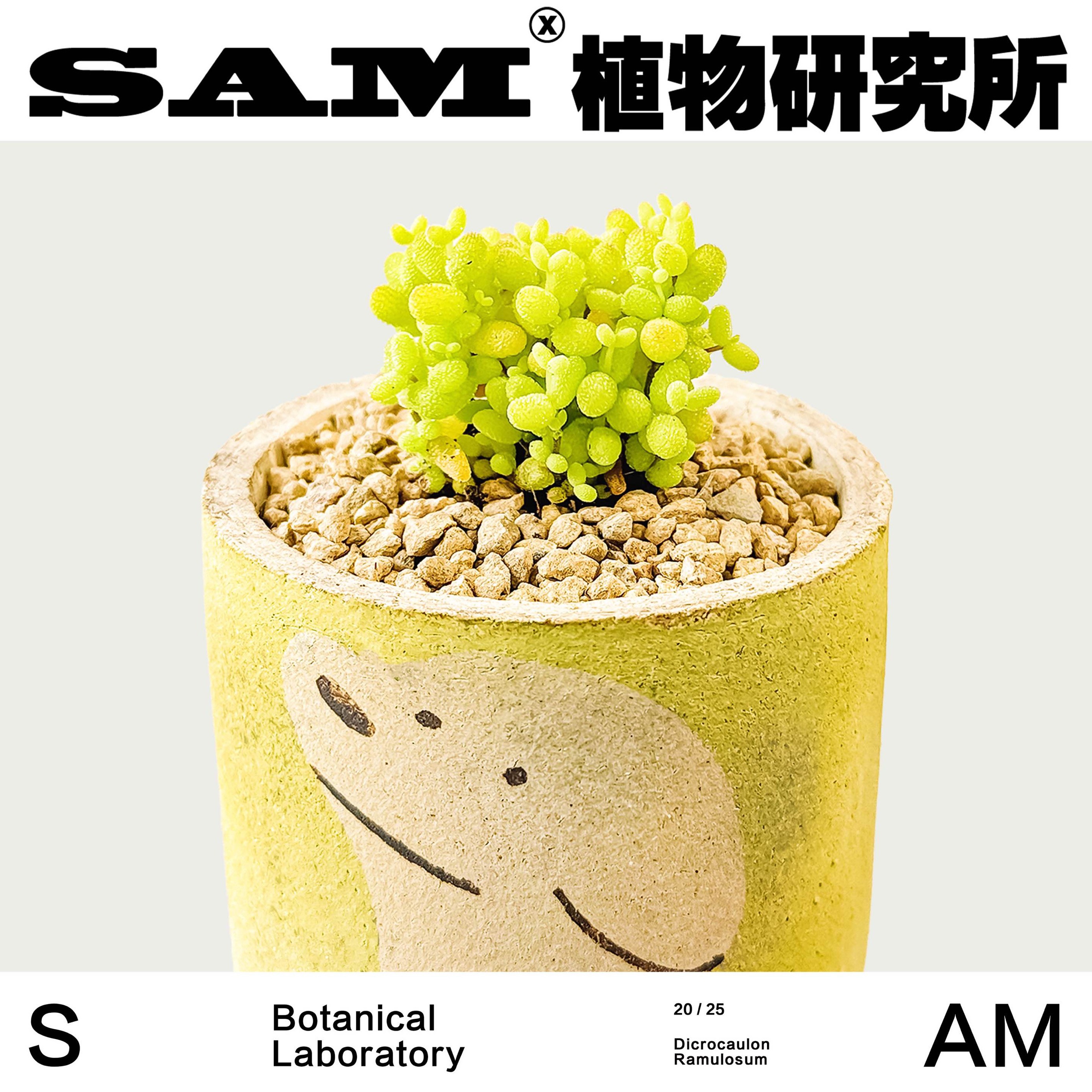 枝干番杏/金桔糖球金桔冰晶多肉沙生植物/桌面办公室绿植盆栽礼物 - 图0