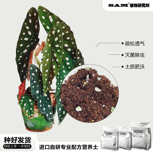 SAM植物研究所 / 鳟鱼秋海棠/INS绿植 / 进口盆栽绿植/植选礼物 - 图2