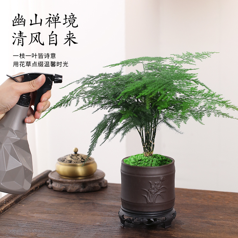 高端文竹盆栽植物室内水培花卉盆景客厅办公桌面绿植云竹四季常青 - 图2