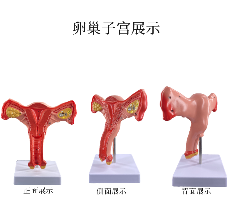 女性子宫模型卵巢模型女性阴道A女性内生殖器解剖模型妇科培训 - 图2