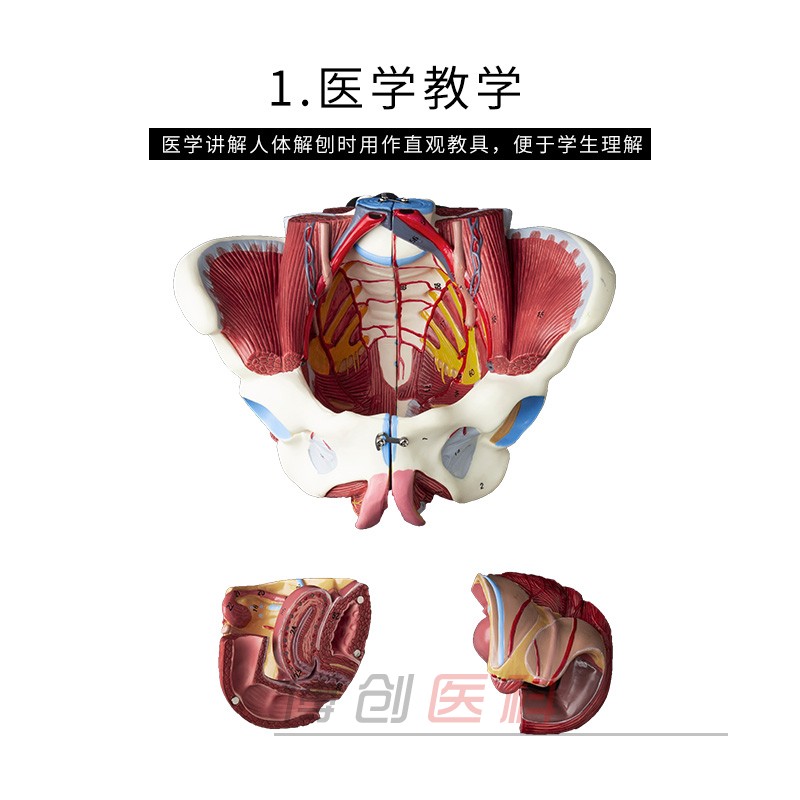 自然大1:1高级女性盆骨附生殖器官与血管神经肌肉模型4配件包邮-图1