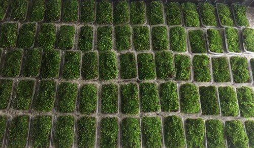 人工棚养殖苔藓微景观葫芦藓朵朵藓盆景假山水陆雨林缸爬虫缸苔藓 - 图2