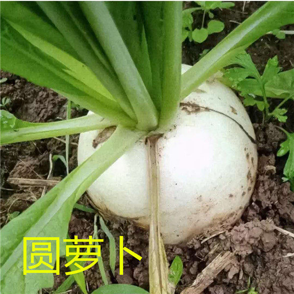 四川圆白萝卜宜宾农家自种新鲜蔬菜泡萝卜现拔现发春不老5斤8斤,淘宝优惠券,粉丝福利购,淘宝优惠卷
