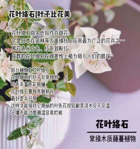 彩叶络石花苗盆栽花叶络石吊兰四季垂吊藤植物花庭院绿植花卉包邮 - 图2