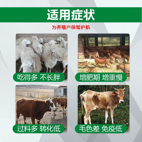 Скот и овец смешанные масляные удобрения для повышения сопротивления на раннем этапе из колоночной зверя -Энергетическое питание жидкости Специальное масла Специальное масло