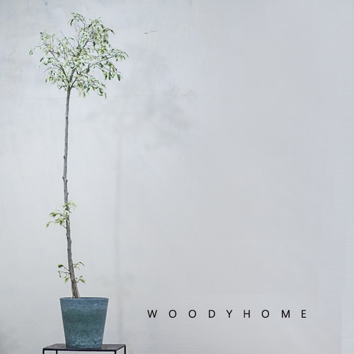 本木庐舍丨金边垂叶榕树锦植物 星光榕花叶高山榕  室内耐阴 小叶 - 图2