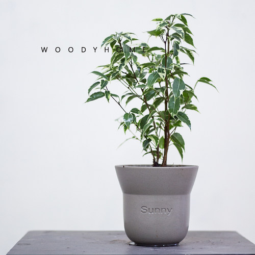 本木庐舍丨金边垂叶榕树锦植物 星光榕花叶高山榕  室内耐阴 小叶 - 图0