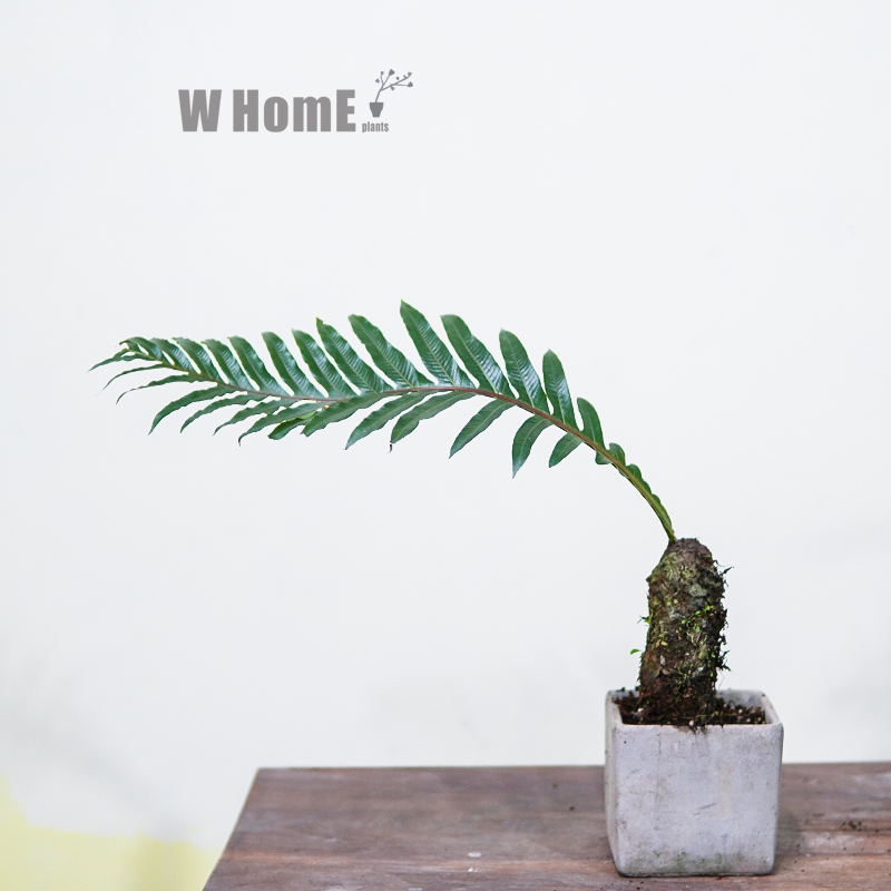 本木庐舍丨大型落地王冠蕨类绿植盆栽 巨叶崖植物 室内耐阴 喜湿 - 图0