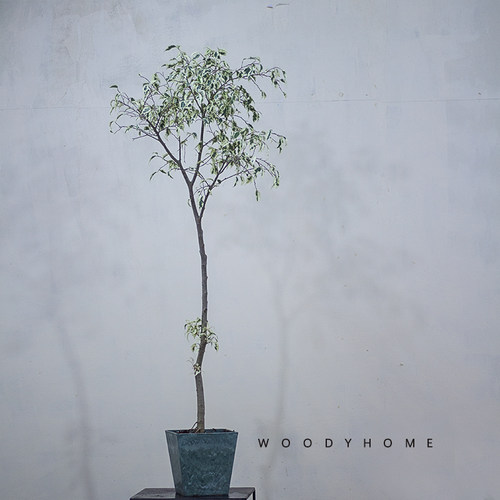 本木庐舍丨金边垂叶榕树锦植物 星光榕花叶高山榕  室内耐阴 小叶 - 图1