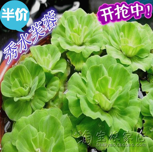 水芙蓉大漂虾缸除硝酸盐水草大叶浮萍新水培植物庭院装饰净化水质 - 图1