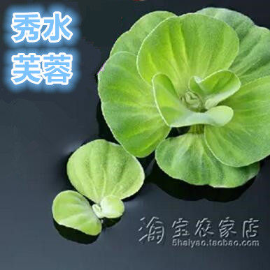 水芙蓉大漂虾缸除硝酸盐水草大叶浮萍新水培植物庭院装饰净化水质 - 图0