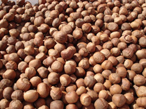 Northeast wild A level small hazelnut fried cooked water drain hand shot hazelnut leather thin rind full grade half catty