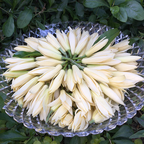 白兰花鲜花挂饰当天新鲜采摘黄角兰花朵花苞纯露原料玉兰花鲜花 - 图1