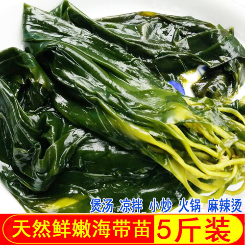 新鲜海带苗5斤 霞浦特产特嫩海带芽凉拌菜海带薄嫩三秒火锅食材 - 图0