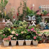 Алиса из тиснена 300 квадратных горшков элиса смола пластиковая балкон -балкон -розовая роза Полинка горшок с цветочным горшками