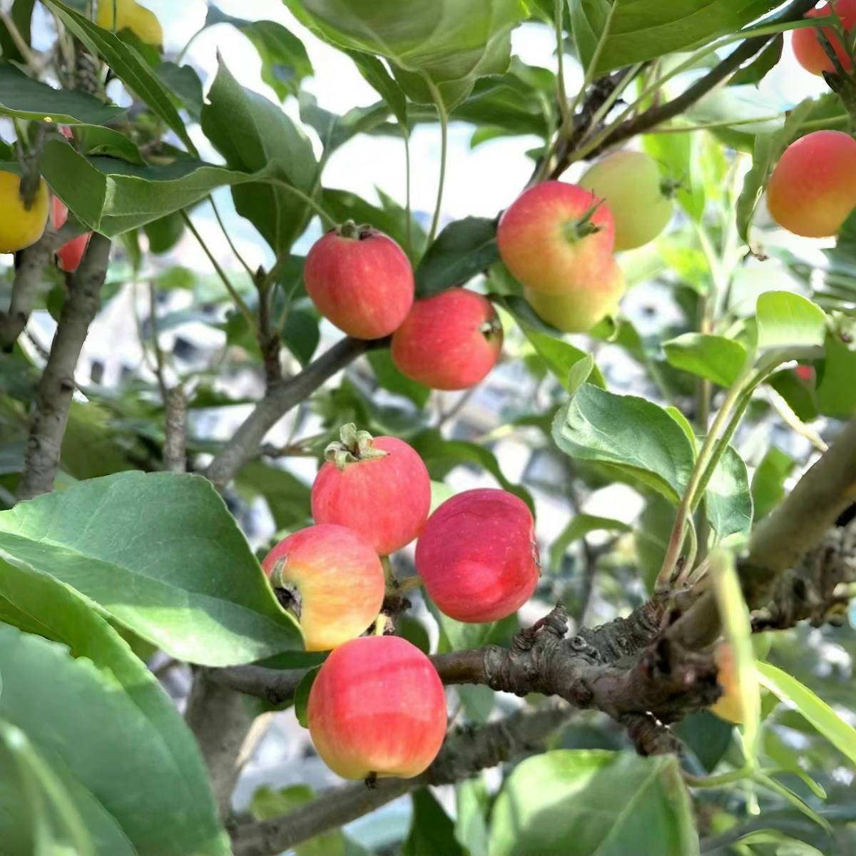 冬红果海棠花盆栽老桩盆景树苗室内阳台庭院办公室耐寒植物长寿果,淘宝优惠券,粉丝福利购,淘宝优惠卷