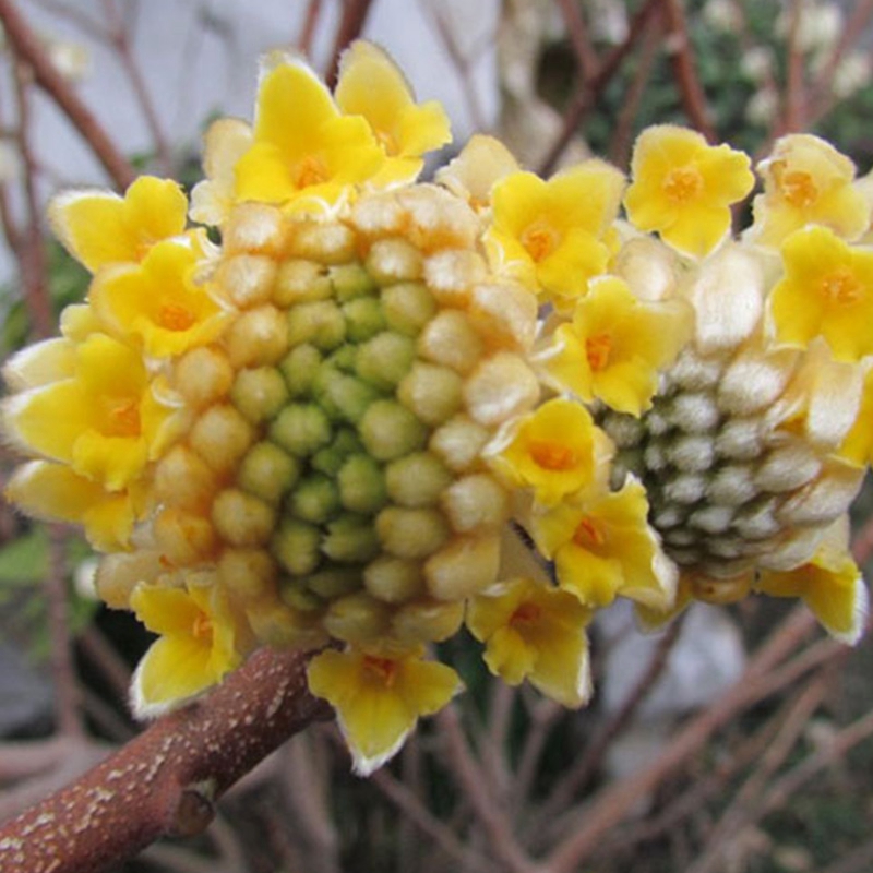 结香苗结香花树苗金腰袋打结花梦冬花阳台庭院园林高档浓香型耐寒-图0