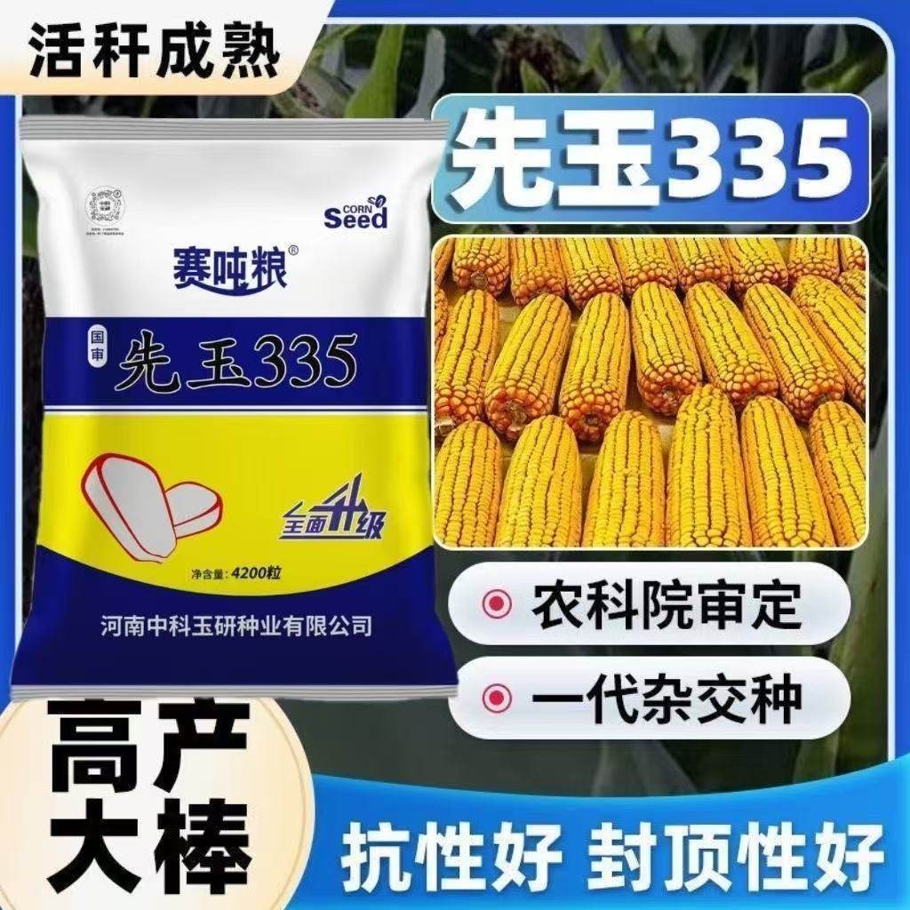 正品红心国审先玉335玉米种子紫抗版抗倒抗病进口高产玉米种子,淘宝优惠券,粉丝福利购,淘宝优惠卷